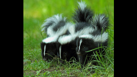 Baby Skunks - Funniest Compilation Trying To Spray