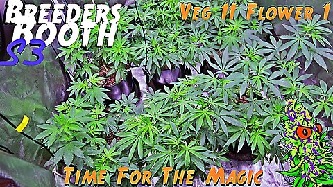 Breeders Booth S3 Ep. 7 | Veg Weeks 11 & Flower Week 1 | Time For The Magic ( Goodbuds Genetics )