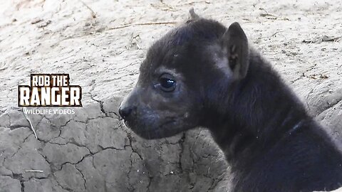 Watching Hyena Cubs At A Den | Maasai Mara Safari | Zebra Plains