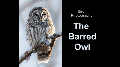 Bird Photography Featuring the Barred Owl