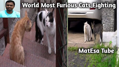 🌎 World Most Furious Cats Fighting ।। 😍 😍 😍 ।। Funny Cats 🐈 🐈 🐈 and Cute Kittens 😸 😸😸