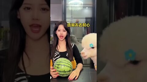 Cute Chinese Girl And Her Pet Lamb Share A Watermelon