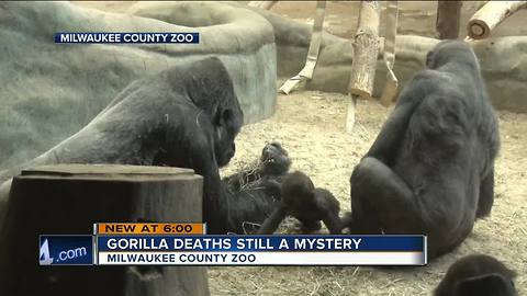 Gorilla deaths at Milwaukee County Zoo remain a mystery