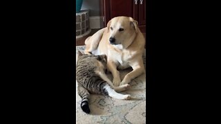 Dog and Cat playtime