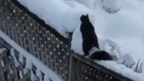 C'est juste drôle : un écureuil fonce et déneige !