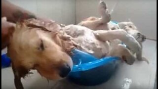 Dog naps during relaxing bath