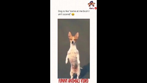 🐾🤣 Animal Antics: The Funniest Pets on the Planet! 😆 Part 5