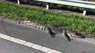 Cars damaged after hitting alligators on the road in western Palm Beach County