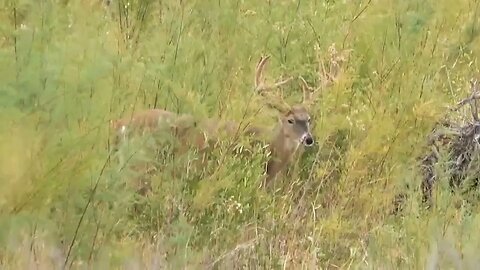 STUD BUCK! Monster Whitetail in Velvet!!