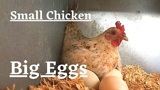 Small chicken BIG eggs