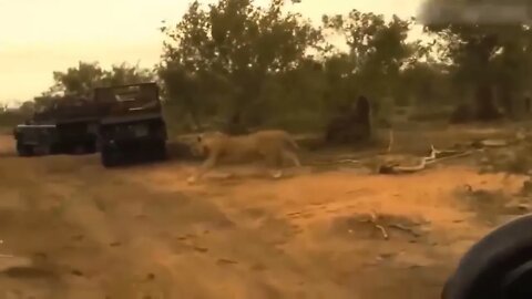 The Lion's Leg Was Bitten Off By Hyena During A Fierce Confrontation Over Food - Lion Vs Hyenas-6