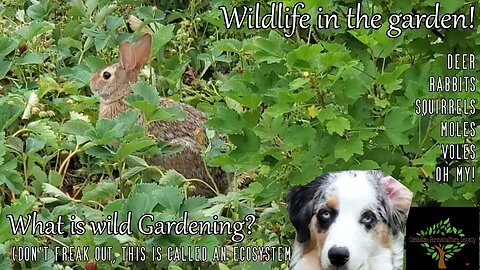 Wild Gardening - How I deal with rabbits, deer and more