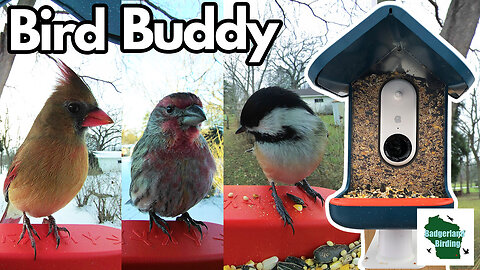 Bird Buddy Set-up and Review (Is it worth it?)