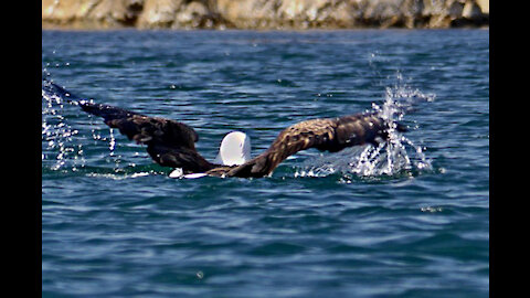 The eagle falls into the water while hunting