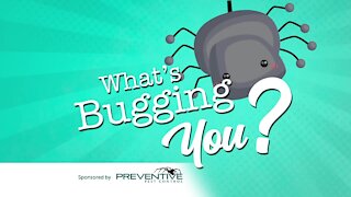 Preventive Pest Control wants to make sure pests aren't bugging you!