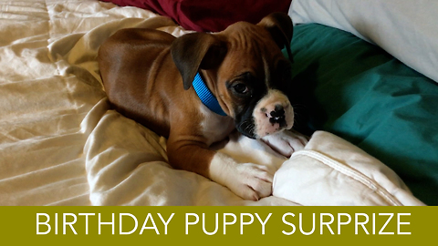 Man surprises wife with puppy for early birthday present