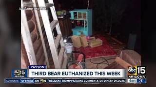 Bear euthanized in Payson after trying to enter home