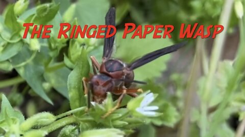 The Ringed Paper Wasp