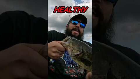 A Nice HEALTHY BASS!!!