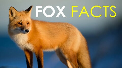 FACTS ABOUT FOXES | RED FOX | LEARN ABOUT FOXES | FOX ANIMAL FACTS