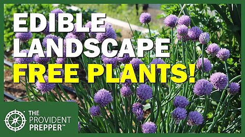 Free Plants! How to Divide Chives and Grow Them in Your Edible Landscape