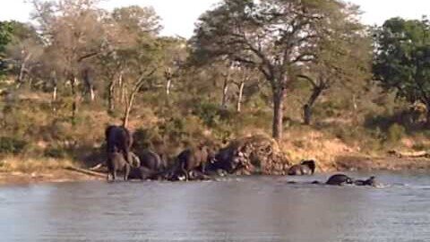 Big Herd of Elephants Swimming