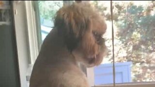Dog sits by window like a human!