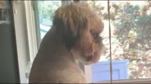 Dog sits by window like a human!