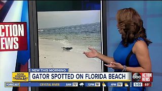 Alligator seen relaxing in surf on Florida beach