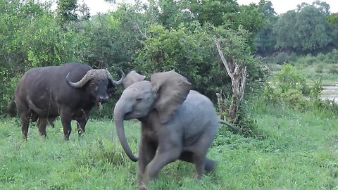 Cheeky elephant attempts to intimidate buffalo, then buffalo retaliates