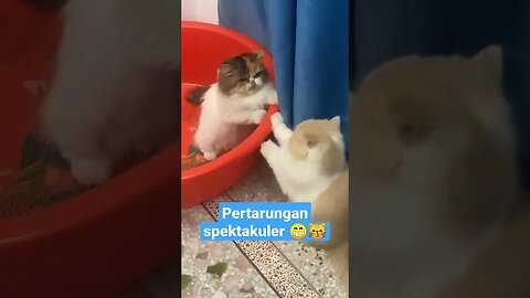 Anak kucing bertengkar #short #kucinglucu #kucingimut #kucingmeong #kittensmeowing #catcutevideo