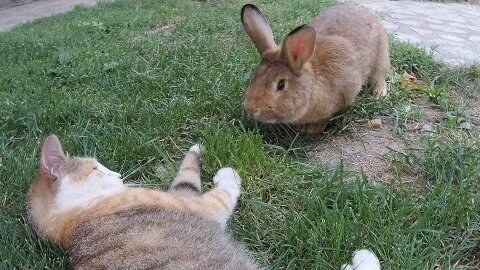 Cute Giant Rabbit Annoys the Cats