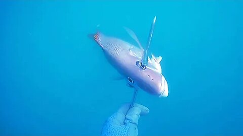🎣 Pesca submarina - Dentão - Ilha de Itamaracá - Apneia - Spearfishing 🌊🐟 #pescasub #viral #pesca