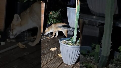 🦊Ajax the urban #fox and an egg again ....