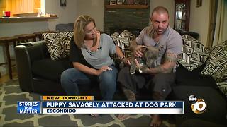Puppy savagely attacked at dog park