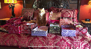 Box loving cat's Christmas dream comes true