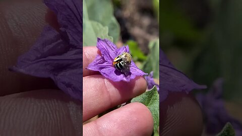 A female amegillus chlorocyanea pollinating eggplant (bee)