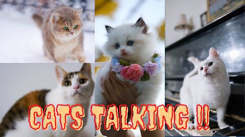 Cats talking !! these cats can speak English better than Human!