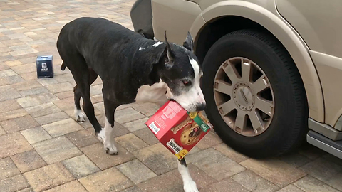 Talented Great Dane Carries Huge Box of Dog Biscuits Instead of Wine
