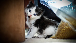 Sleeping kitten can't control leg movements