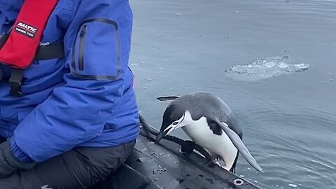 Penguin in Antarctica leaps into passing boat