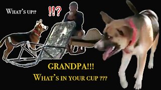 Confused Dog. What's in your cup, Grandpa!???