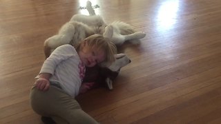 Toddler absolutely adores her Husky