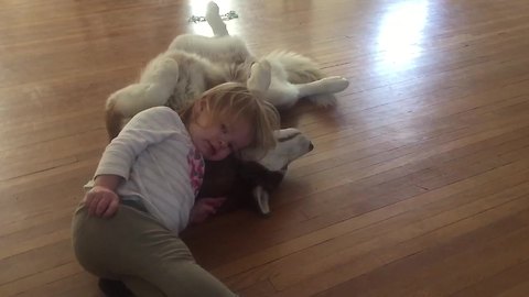 Toddler absolutely adores her Husky