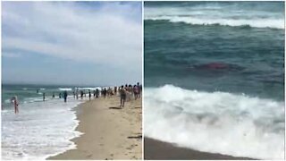 Squalo obbliga i surfisti a uscire subito dall'acqua!