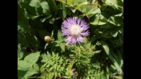 Purple Sun Dance Psephellus dealbatus (Willd.) K.Koch