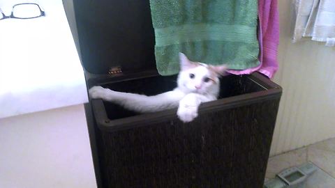 Hilarious Cat Jumps Into Laundry Basket