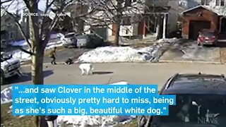 Hero Dog Stops Traffic To Save Owner
