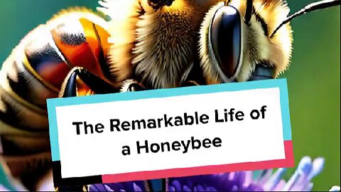 The Remarkable Life of a Honeybee