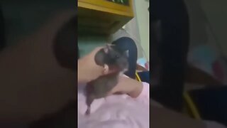 Rat dancing